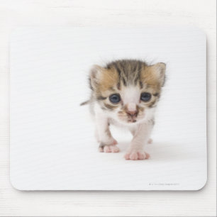 Tapis De Souris Chaton nouveau-né