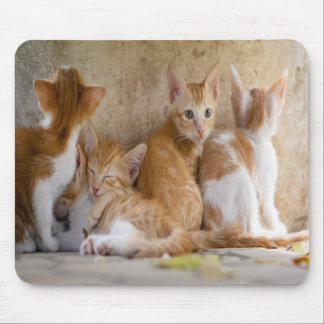 Tapis De Souris Chaton tigré orange et blanc/Ajoutez la photo de v