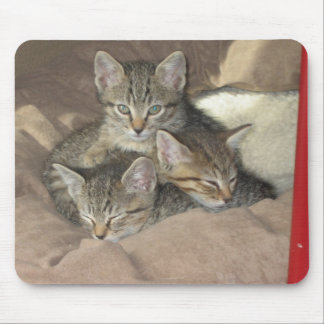 Tapis De Souris Chatons câlins
