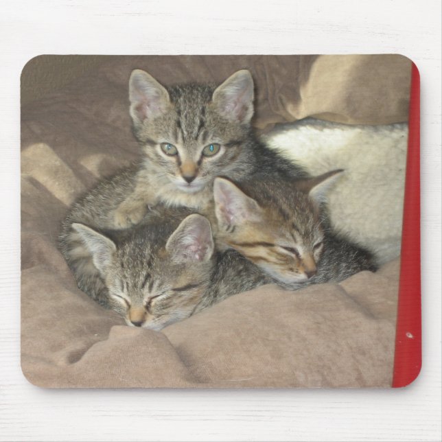 Tapis De Souris Chatons câlins (Devant)