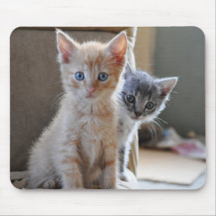 Tapis De Souris Chatons curieux