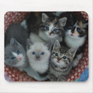 Tapis De Souris Chatons dans un panier