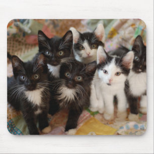 Tapis De Souris Chatons de smoking