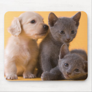 Tapis De Souris Chatons et chiots bleus russes de teckel