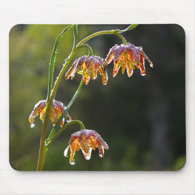 Tapis De Souris Checker Lily Dew Drops Flower Photo © Sandy Long (Devant)