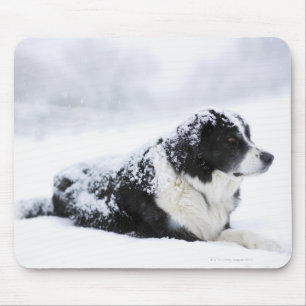 Tapis De Souris Cheepdog (mélange Akbash/collie) allongé pendant