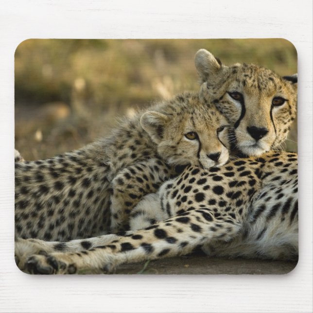 Tapis De Souris Cheetah, Acinonyx jubatus, avec petit dans le Masa (Devant)