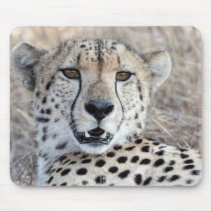 Tapis De Souris Cheetah Portrait