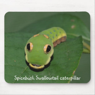 Tapis De Souris Chenille de machaon de Spicebush