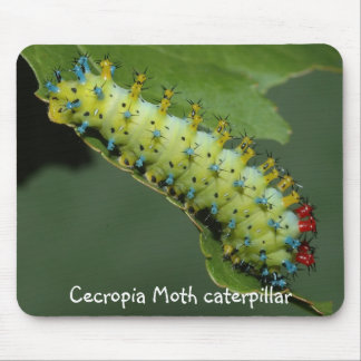 Tapis De Souris Chenille de mite de Cecropia