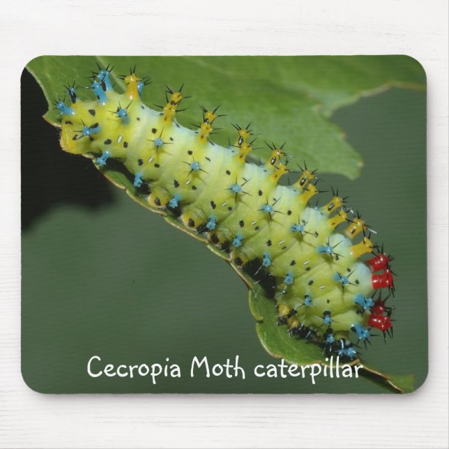Tapis De Souris Chenille de mite de Cecropia (Devant)