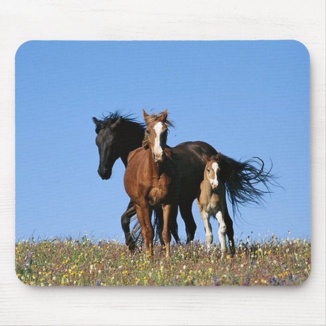 Tapis De Souris cheval (Devant)