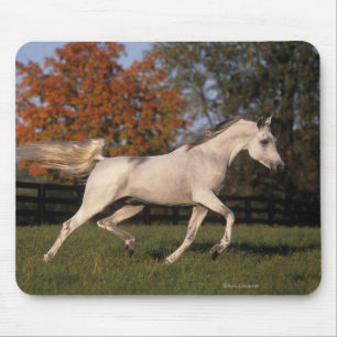 Tapis De Souris Cheval arabe : Automne 2