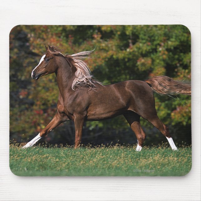 Tapis De Souris Cheval arabe fonctionnant dans le domaine herbeux (Devant)