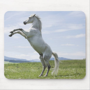 Tapis De Souris cheval blanc saut sur prairie