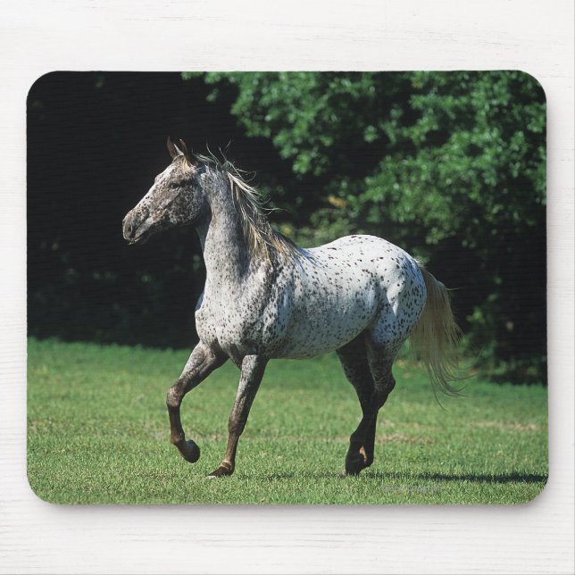 Tapis De Souris Cheval d'Appaloosa courant 2 (Devant)