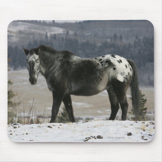 Tapis De Souris Cheval d'Appaloosa dans la neige (Devant)