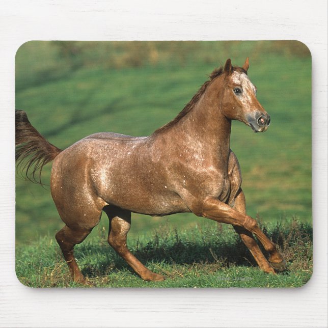 Tapis De Souris Cheval d'Appaloosa fonctionnant dans le domaine (Devant)
