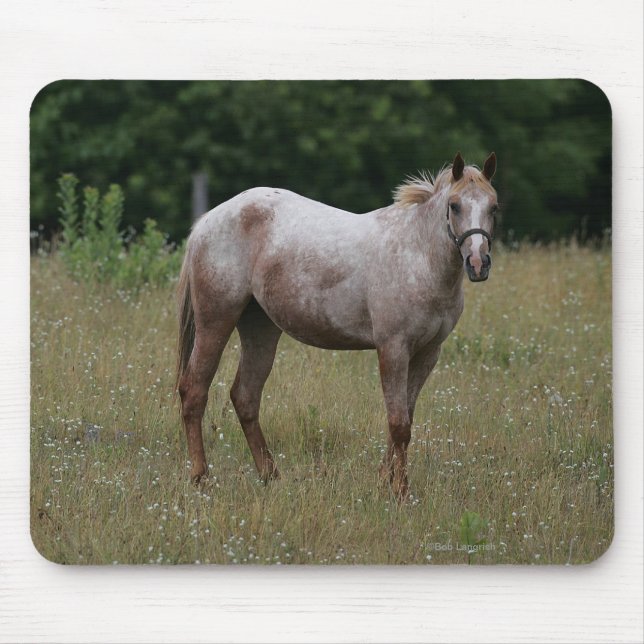 Tapis De Souris Cheval d'Appaloosa se tenant dans l'herbe (Devant)