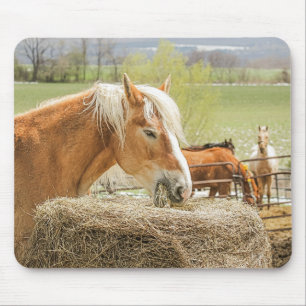 Tapis De Souris Cheval de ferme en train de mâcher du foin