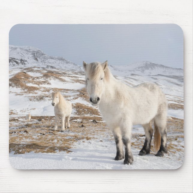 Tapis De Souris Cheval islandais | Blonduos, Islande (Devant)
