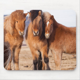 Tapis De Souris Cheval islandais en hiver
