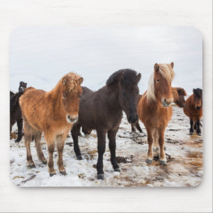 Tapis De Souris Cheval islandais en hiver en Islande