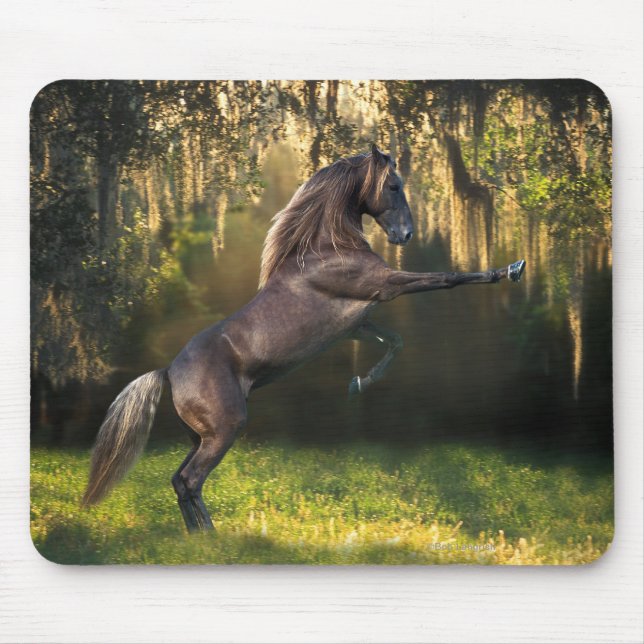 Tapis De Souris Chevaux d'imaginaire : Prince de guerrier (Devant)