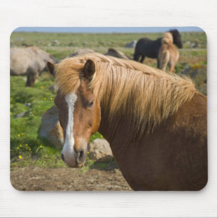 Tapis De Souris Chevaux islandais dans le nord-est de l'Islande