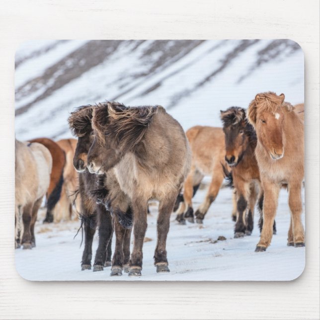 Tapis De Souris Chevaux islandais dans les pâturages d'hiver près  (Devant)