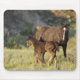 Tapis De Souris Chevaux sauvages au parc national Theodore Rooseve