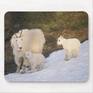 Tapis De Souris chèvres des montagnes