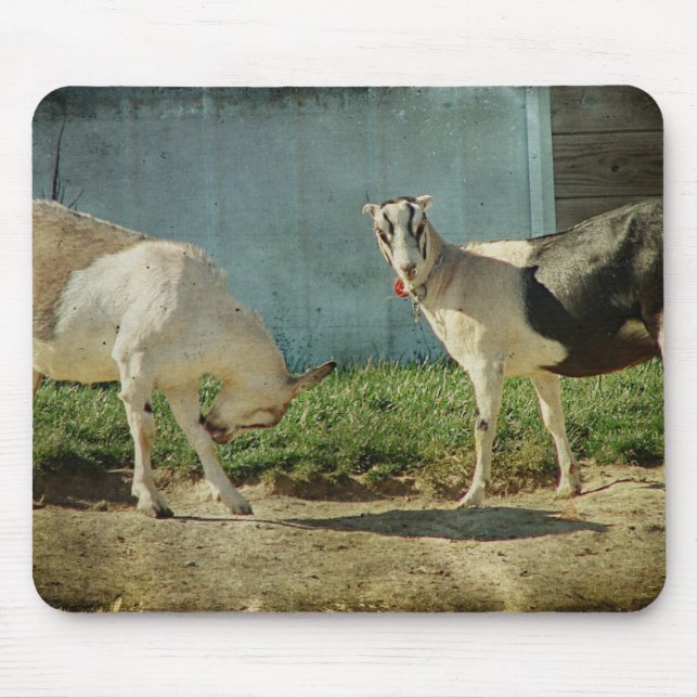 Tapis De Souris Chèvres laitières (Devant)