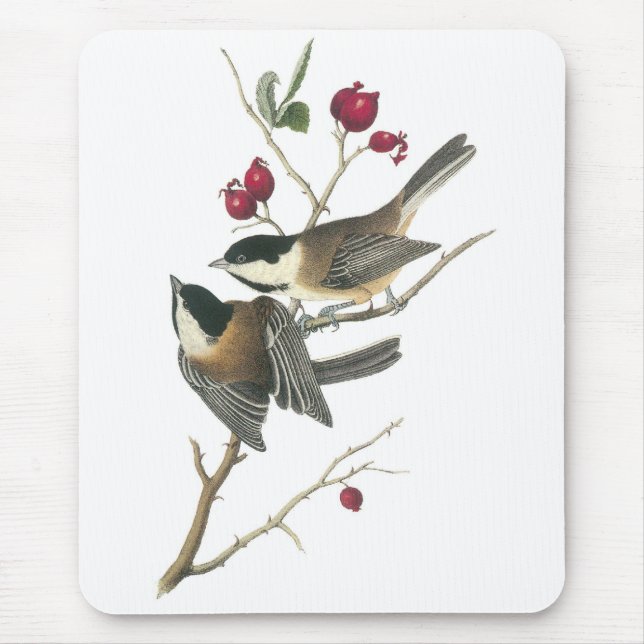 Tapis De Souris Chickadee Noir-couvert, John Audubon (Devant)