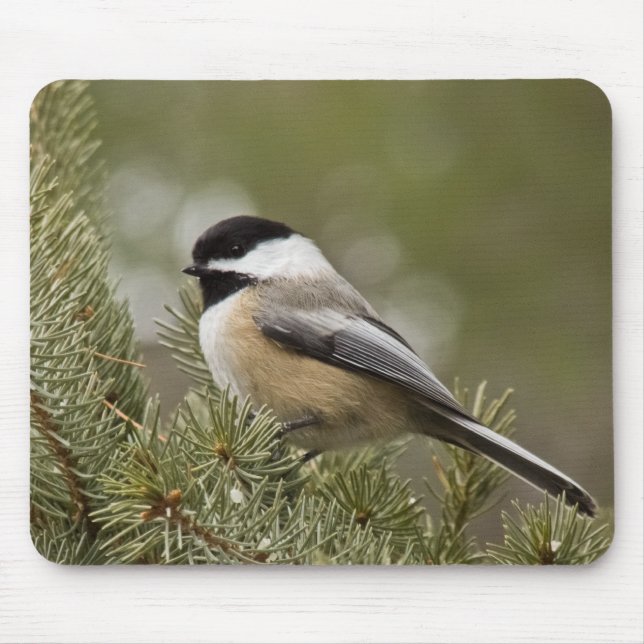 Tapis De Souris Chickadee Noir-couvert Mousepad (Devant)