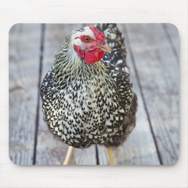 Tapis De Souris Chicken on deck, Silver Laced Wyandotte (Devant)