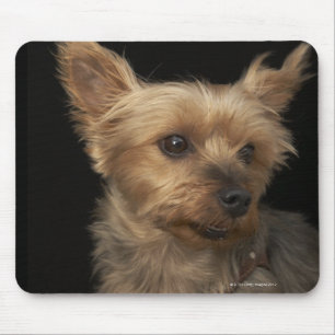 Tapis De Souris Chien aux cheveux courts de Yorkie regardant vers