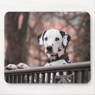 Tapis de souris Chien Dalmatien