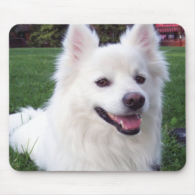 Tapis De Souris Chien esquimau américain (Devant)