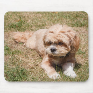 Tapis De Souris Chien Lhasa Apso