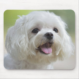 Tapis De Souris Chien maltais blanc