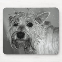 Chien mignon - Westie (Terrier des montagnes