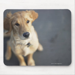 Tapis De Souris Chien recherchant, plan rapproché