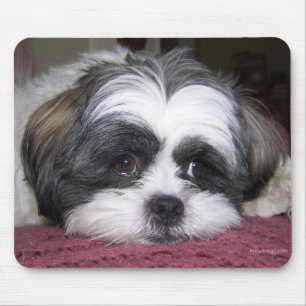 Tapis De Souris Chien Shih Tzu
