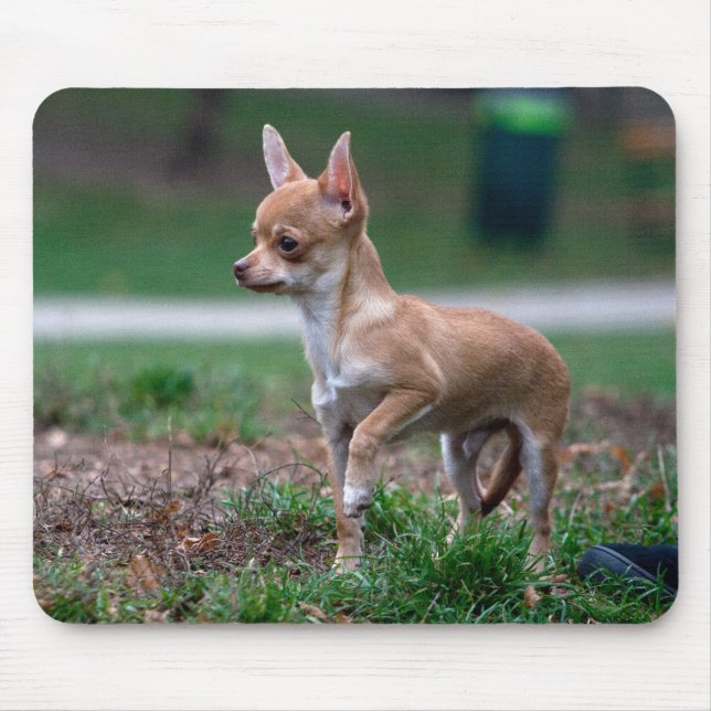 Tapis De Souris Chihuahua (Devant)
