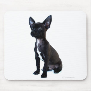 Tapis De Souris Chihuahua noir