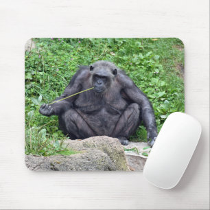 Tapis De Souris Chimpanzé mangeant de l'herbe