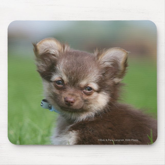 Tapis De Souris Chiot à cheveux longs de chiwawa regardant (Devant)