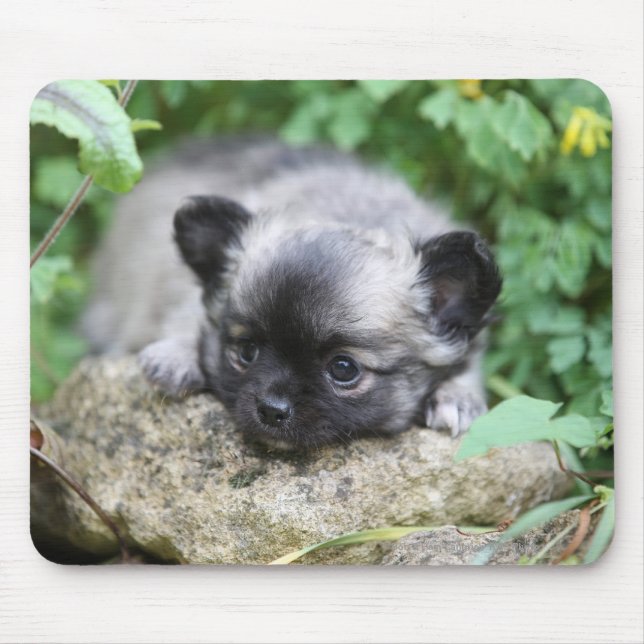 Tapis De Souris Chiot aux cheveux longs de chiwawa (Devant)