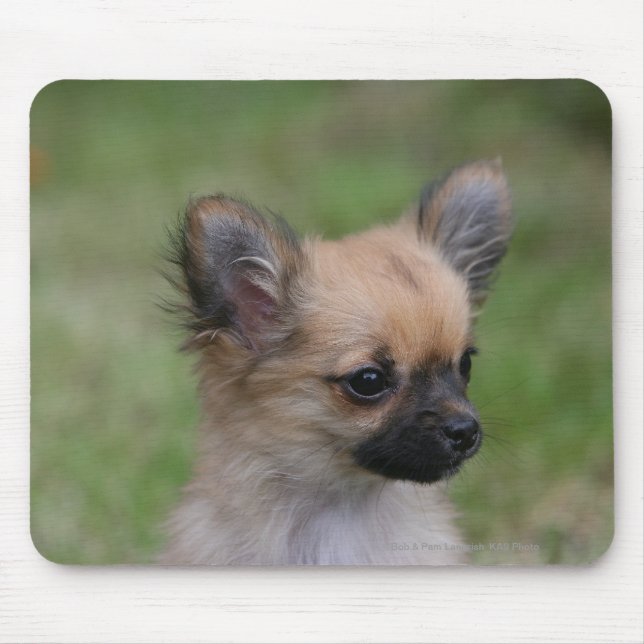 Tapis De Souris Chiot aux cheveux longs de chiwawa regardant (Devant)
